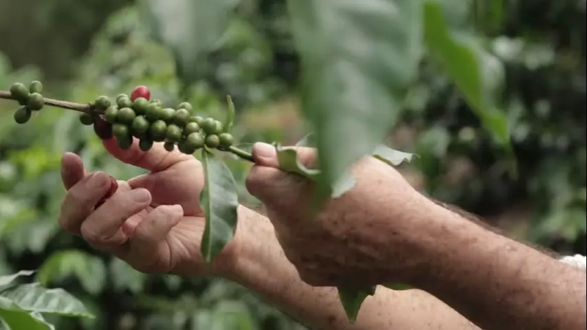 Manos recogiendo café en un cafetal del Huila, fotograma de una producción