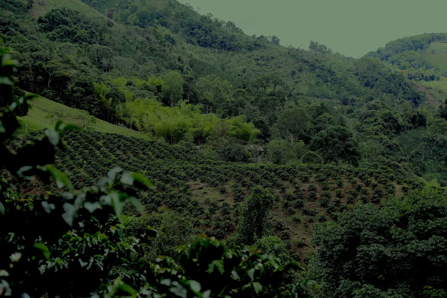 Cafetal en Pitalito, Huila