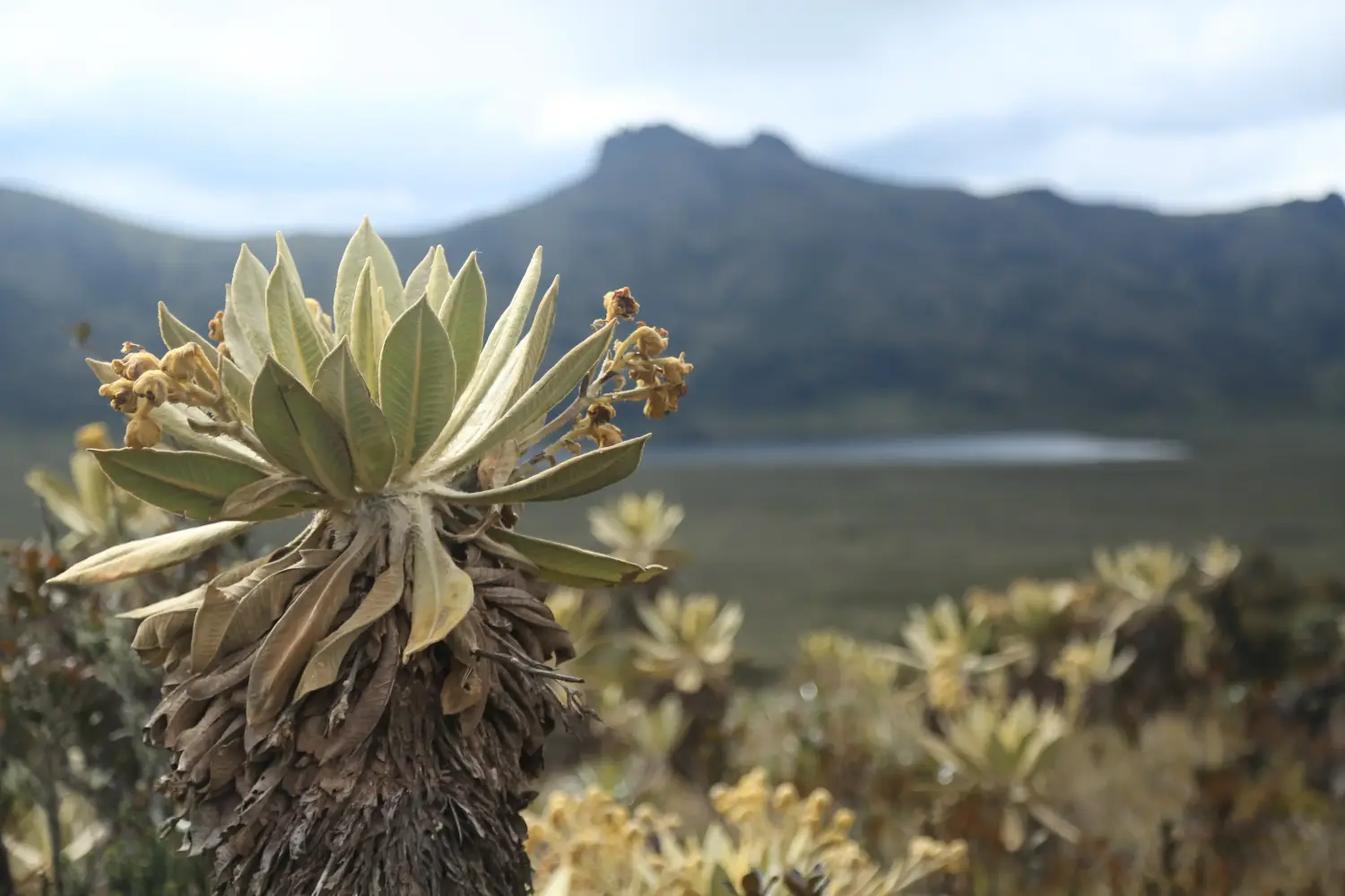 Frailejones en un páramo colombiano